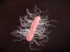 Clostridium difficile