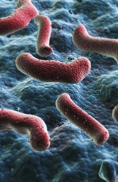 Clostridium difficile