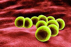 MRSA – Ein Erreger macht sich breit.