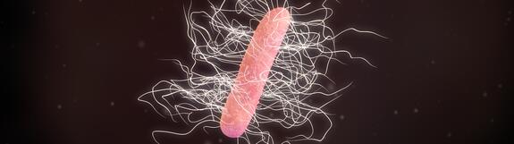 Clostridium difficile