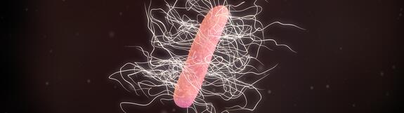 Clostridium dificile