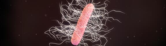 Clostridium difficile