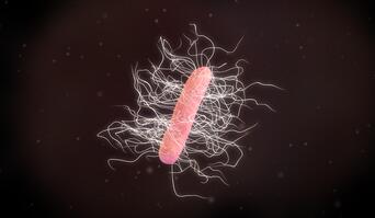 Clostridium difficile