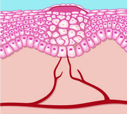 Ephitelisierungphase