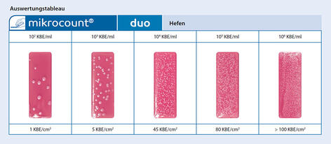 Hefen und Schimmelpilze