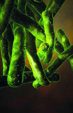 Tuberkulose – am häufigsten verursacht durch das Mycobacterium