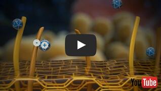 Wirkungsweise Octenidin